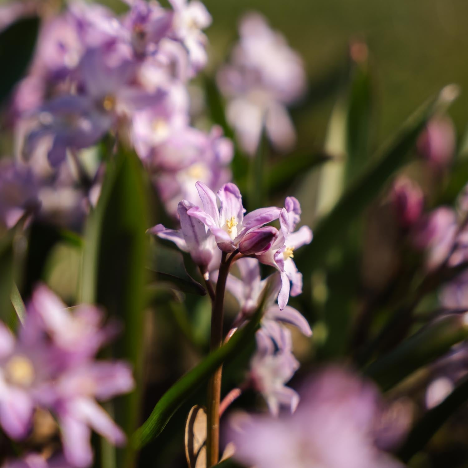 Schneeglanz, Chionodoxa 'Pink Giant'