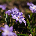 Schneeglanz, Chionodoxa 'Violet Beauty'