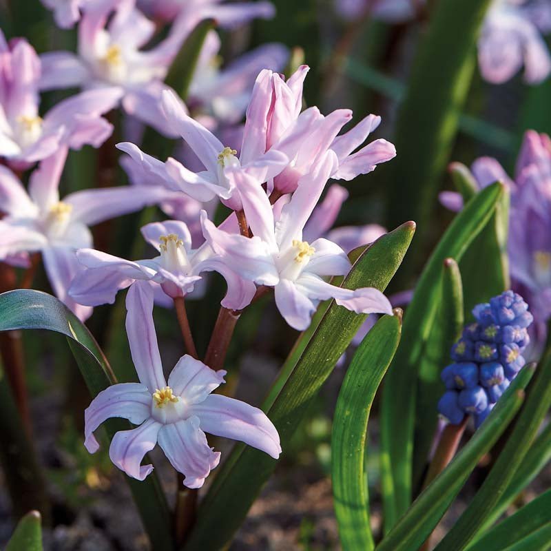 Schneeglanz 'Pink Giant'