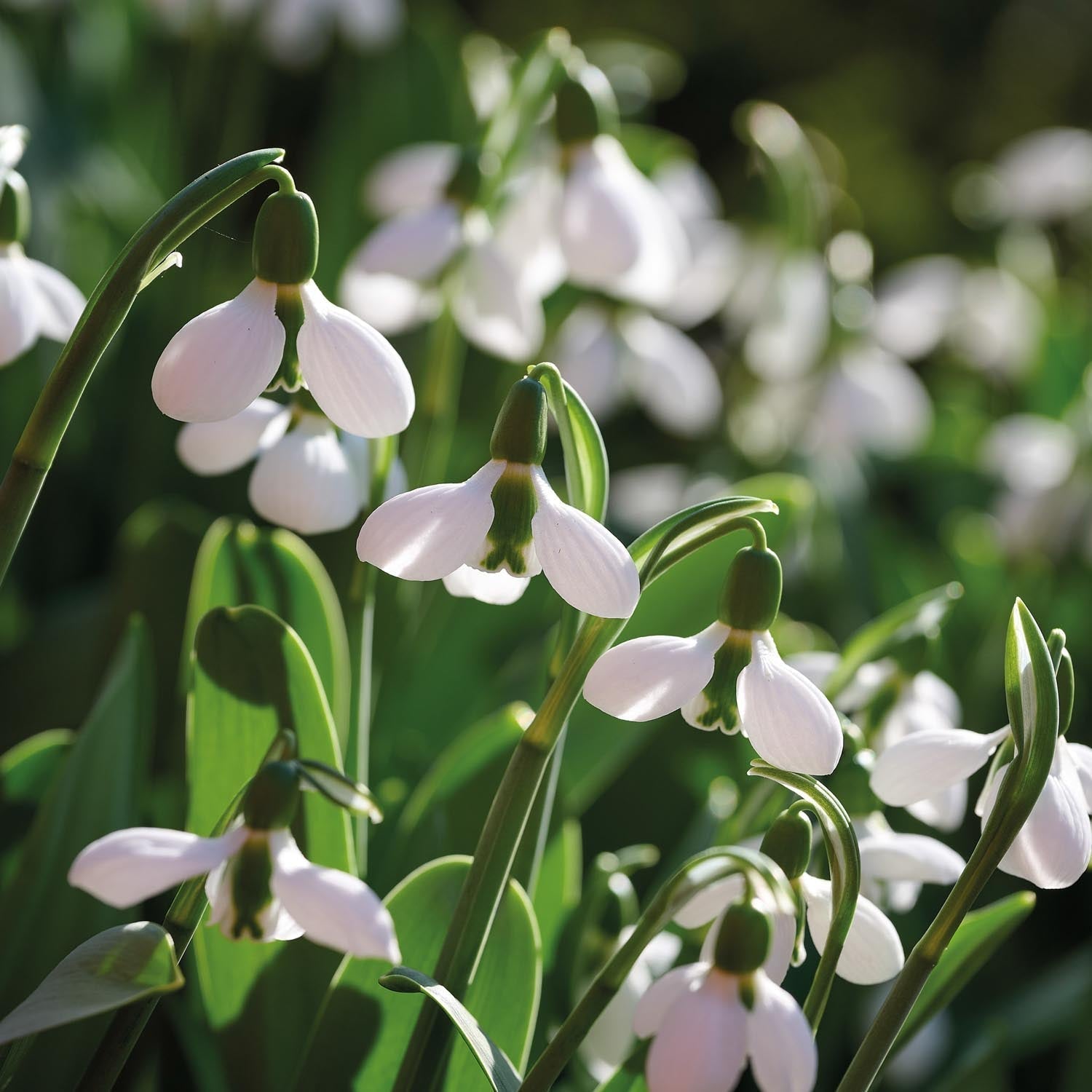 Schneeglöckchen, Galanthus 'Beluga'