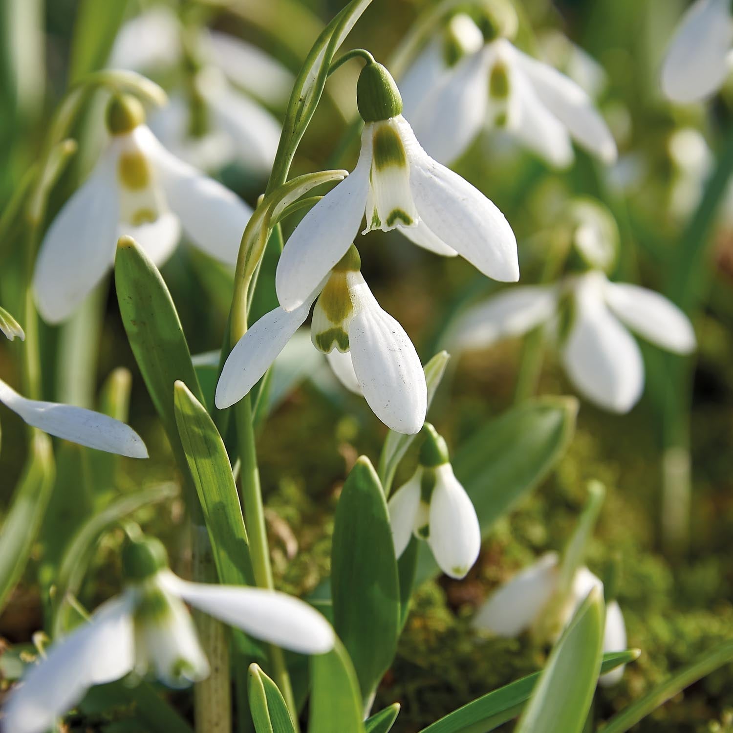 Schneeglöckchen, Galanthus 'Elwesii'