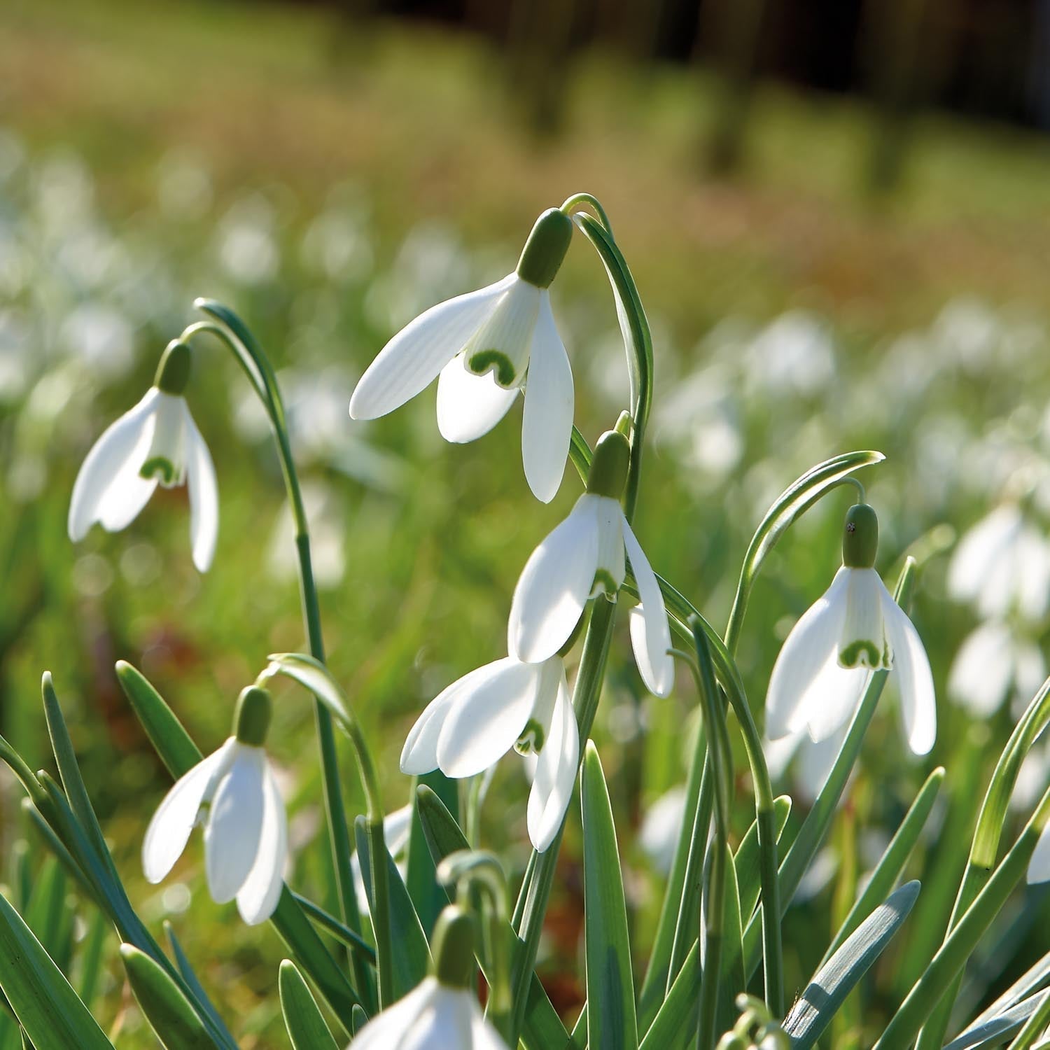 Schneeglöckchen, Galanthus 'Nivalis'