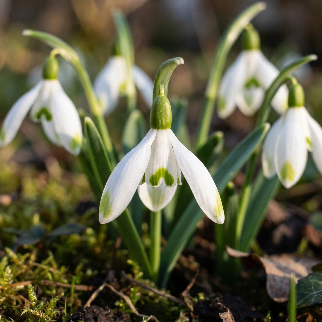 Schneeglöckchen, Galanthus 'Viridapice'