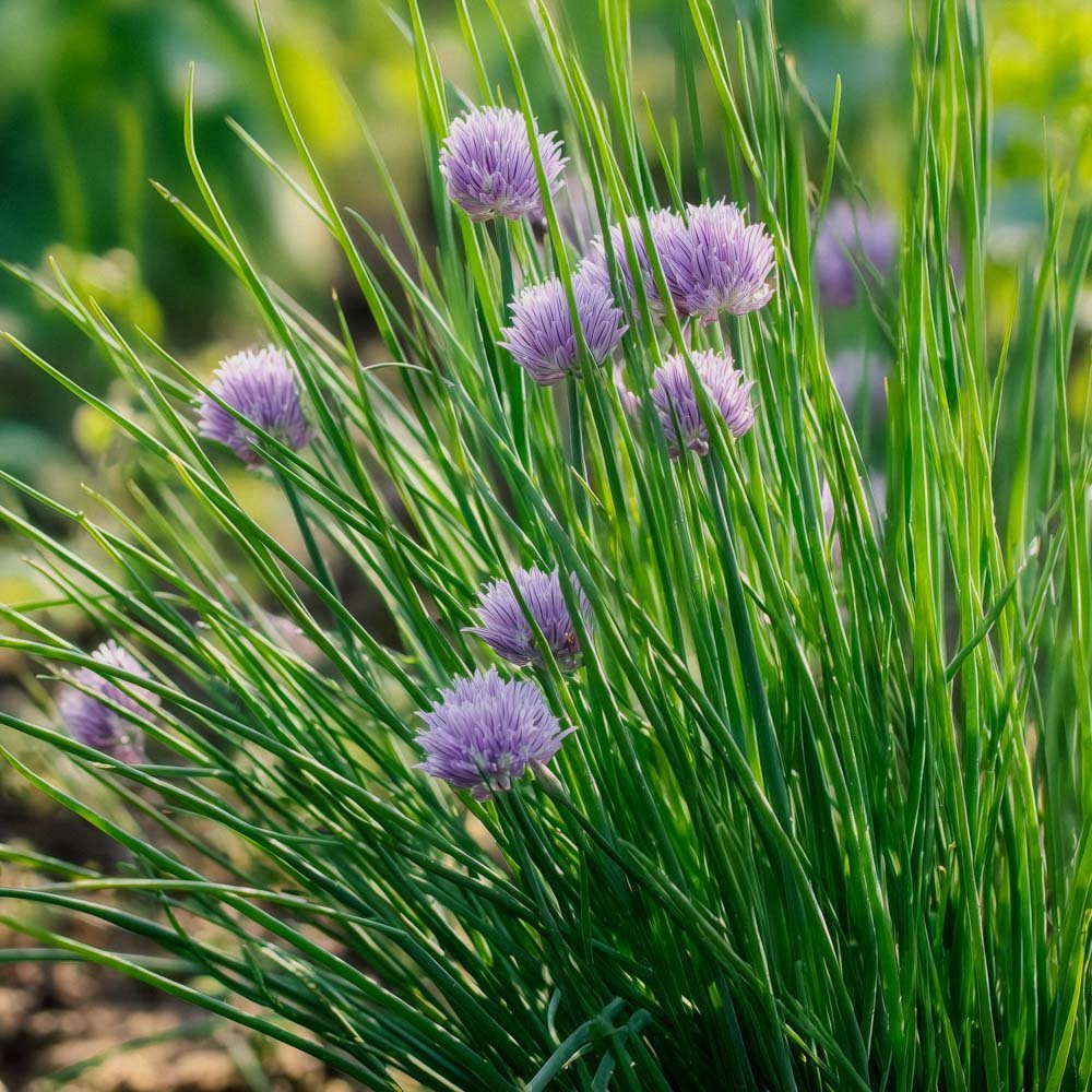 Schnittlauch Samen - 200 Biosamen