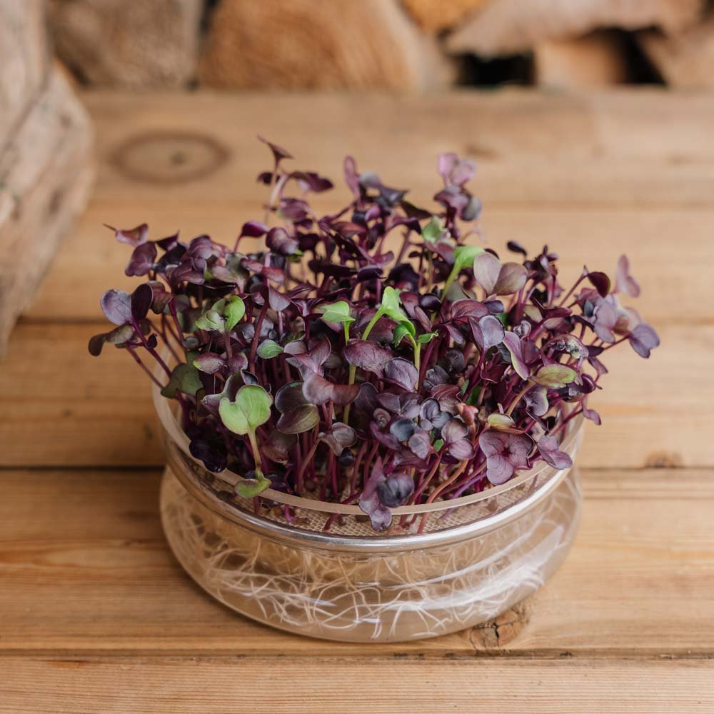 Schwarzer Rettich Microgreen Samen - 1100 Biosamen