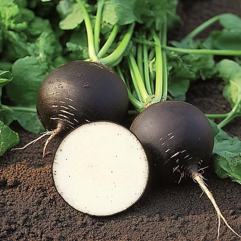 Schwarzer Rettich Samen 'Black Spanish Round' - 50 Biosamen