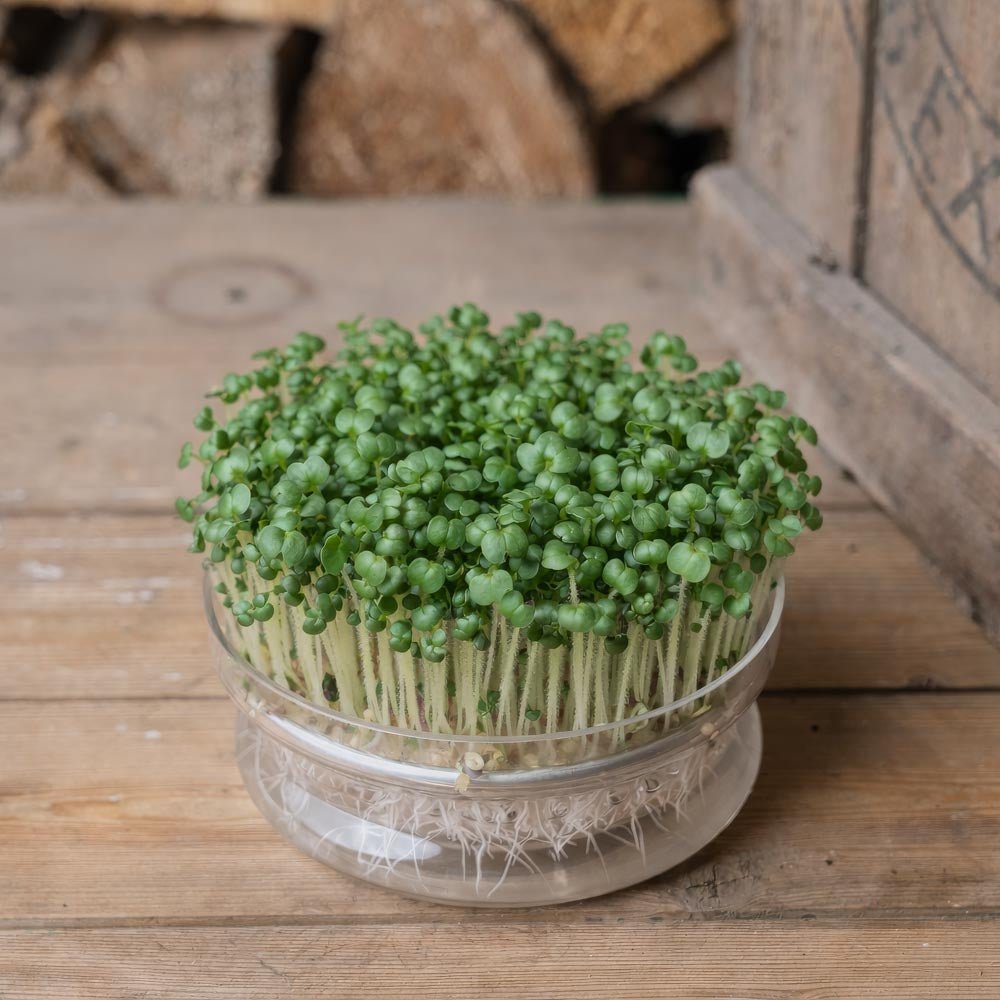 Schwarzer Senf Microgreens Samen - 6800 Biosamen