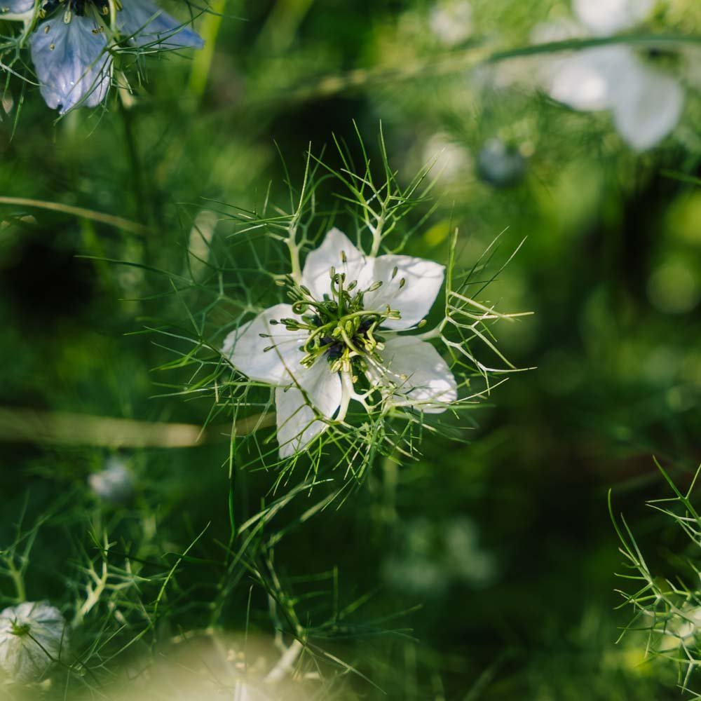 Schwarzkümmel Samen - 100 Biosamen