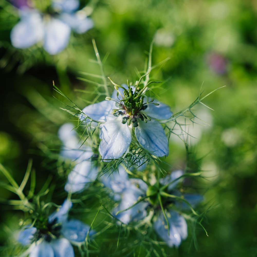 Schwarzkümmel Samen - 100 Biosamen