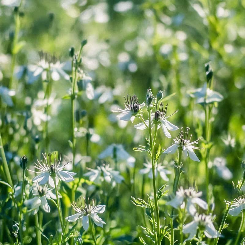 Schwarzkümmel Samen - 200 Biosamen