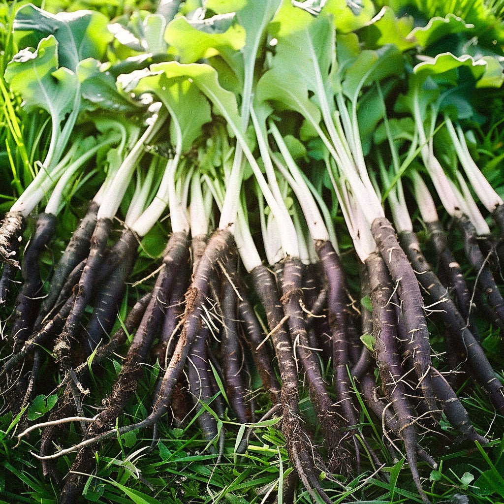Schwarzwurzel Samen 'VRN - Enorma' - 50 Biosamen