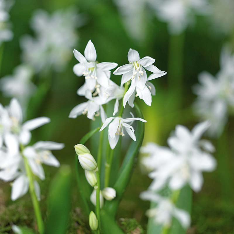 Scilla 'Siberica Alba'