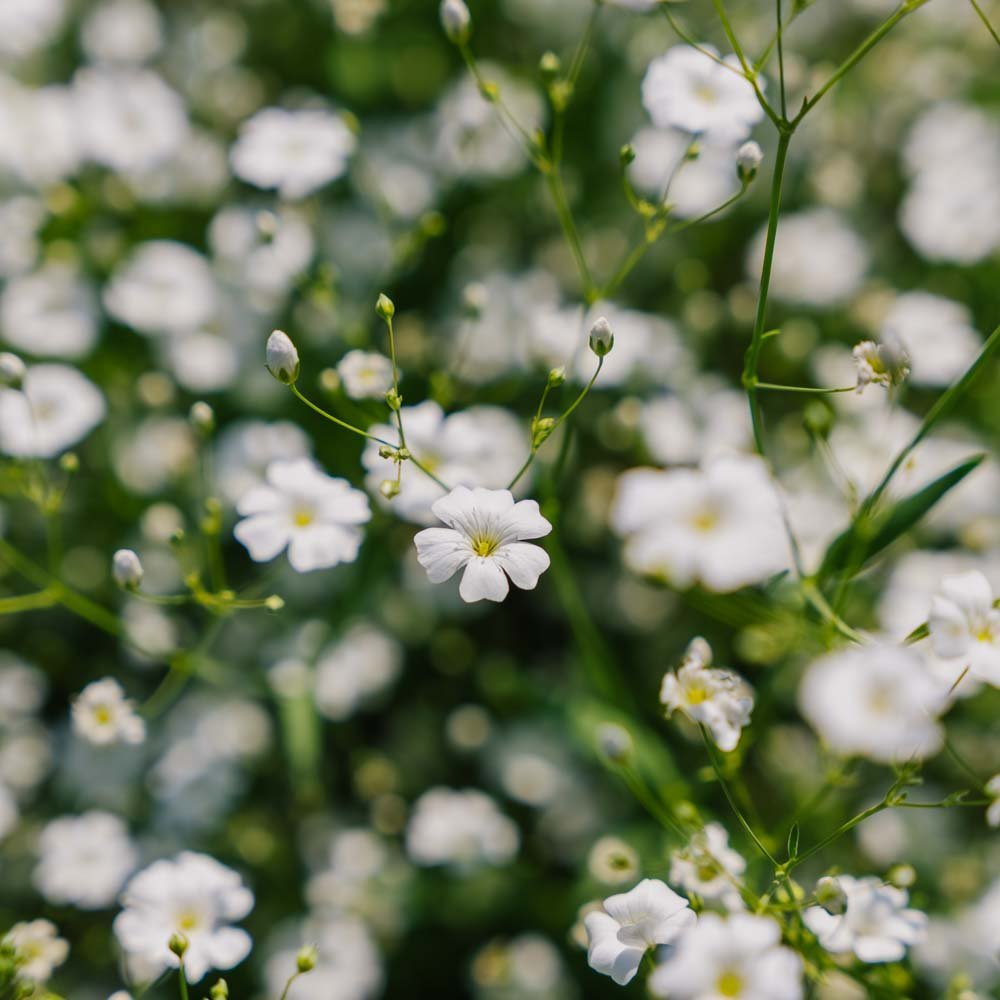 Seifenkraut Samen 'Soapwort' - 300 Biosamen