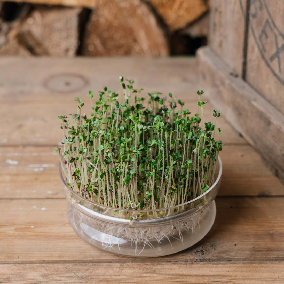 Senf Microgreen Samen - 3000 Biosamen