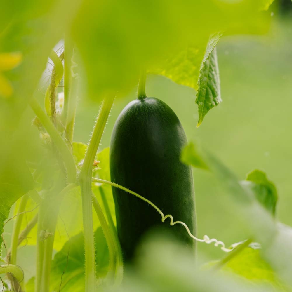 Snackgurken Samen 'La Diva' - 5 Biosamen