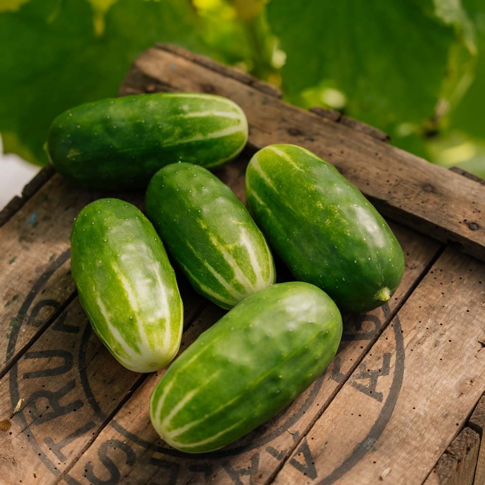Snackgurken Samen 'Liefje' - 10 Biosamen