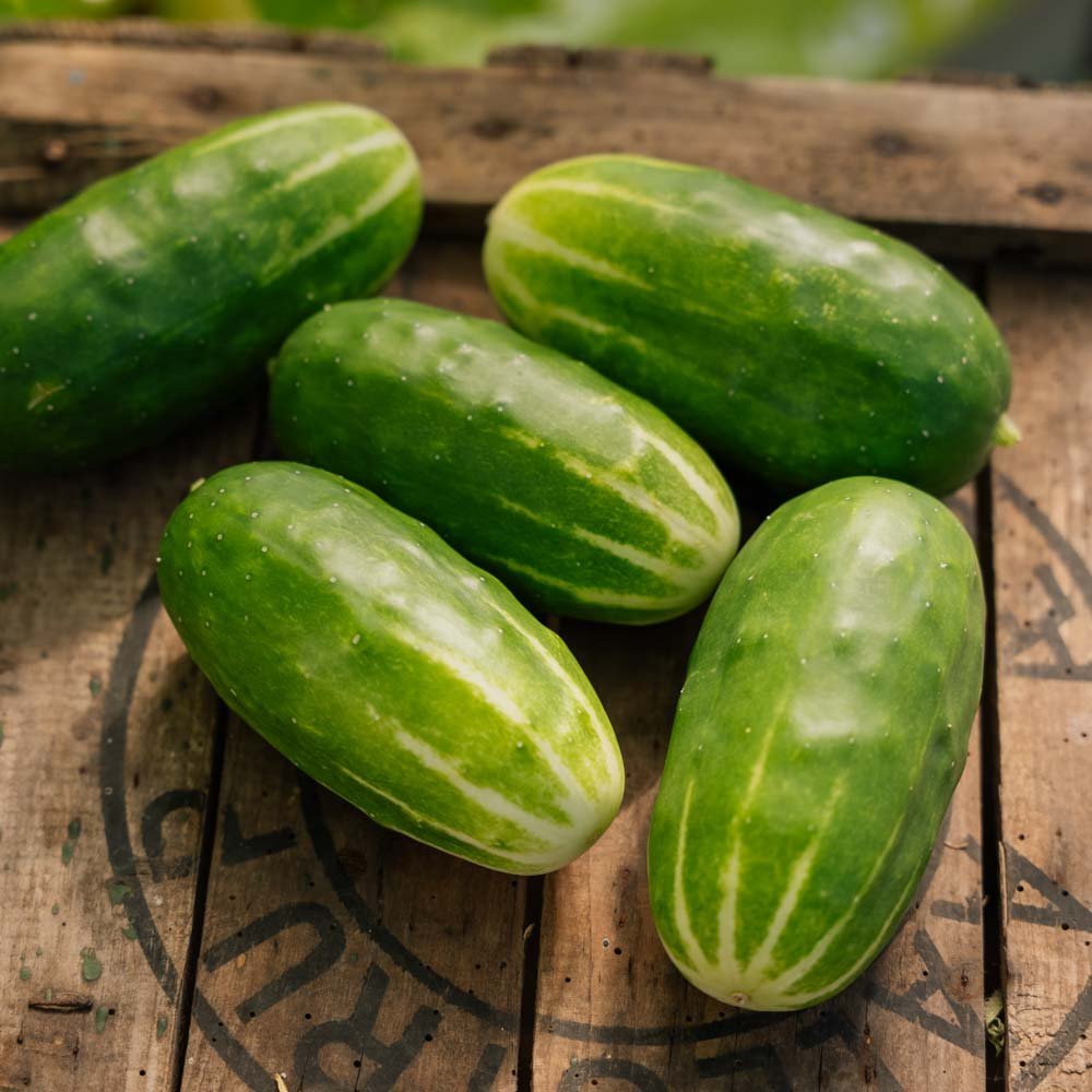 Snackgurken Samen 'Liefje' - 10 Biosamen