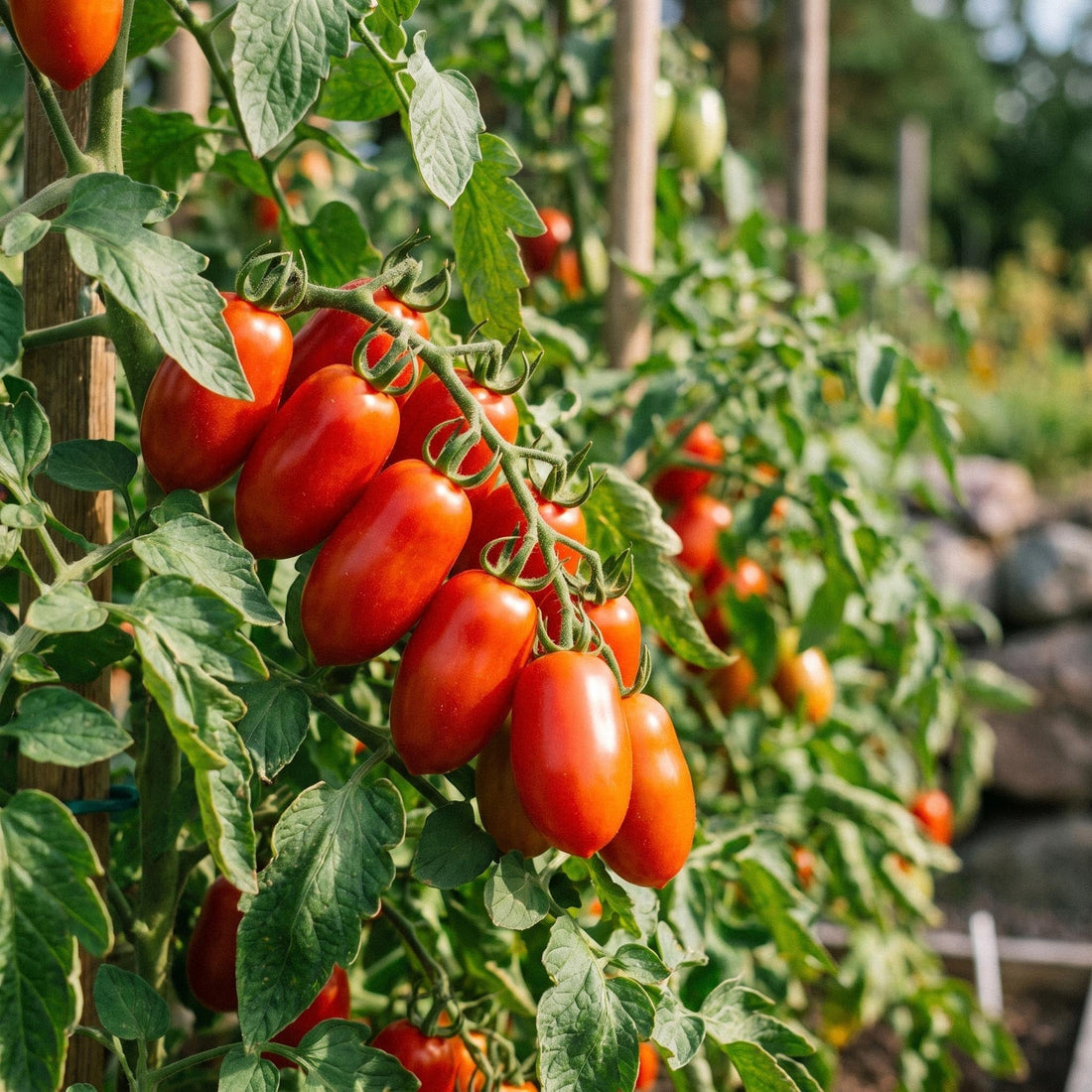Snacktomatensamen 'Phiabella F1' - 5 Bio-Samen