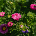 Sommeraster Samen 'Matsumoto Mix' - 125 Biosamen