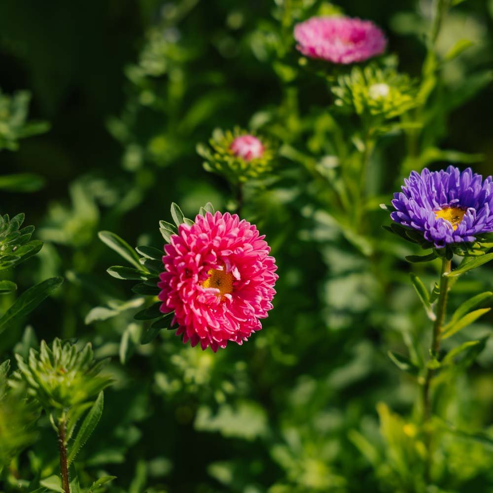 Sommeraster Samen 'Matsumoto Mix' - 125 Biosamen