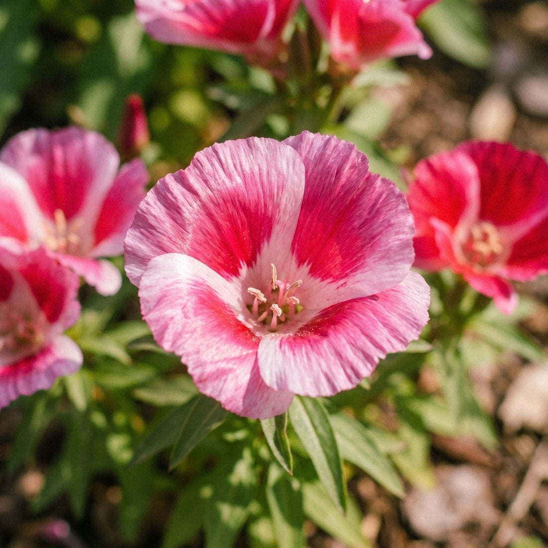 Sommerazalee Samen 'Godetia' - 200 Bio-Samen