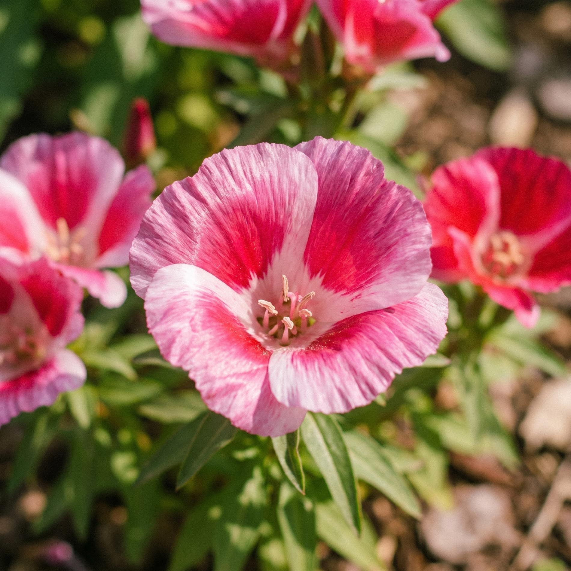 Sommerazalee Samen 'Godetia' - 200 Bio-Samen