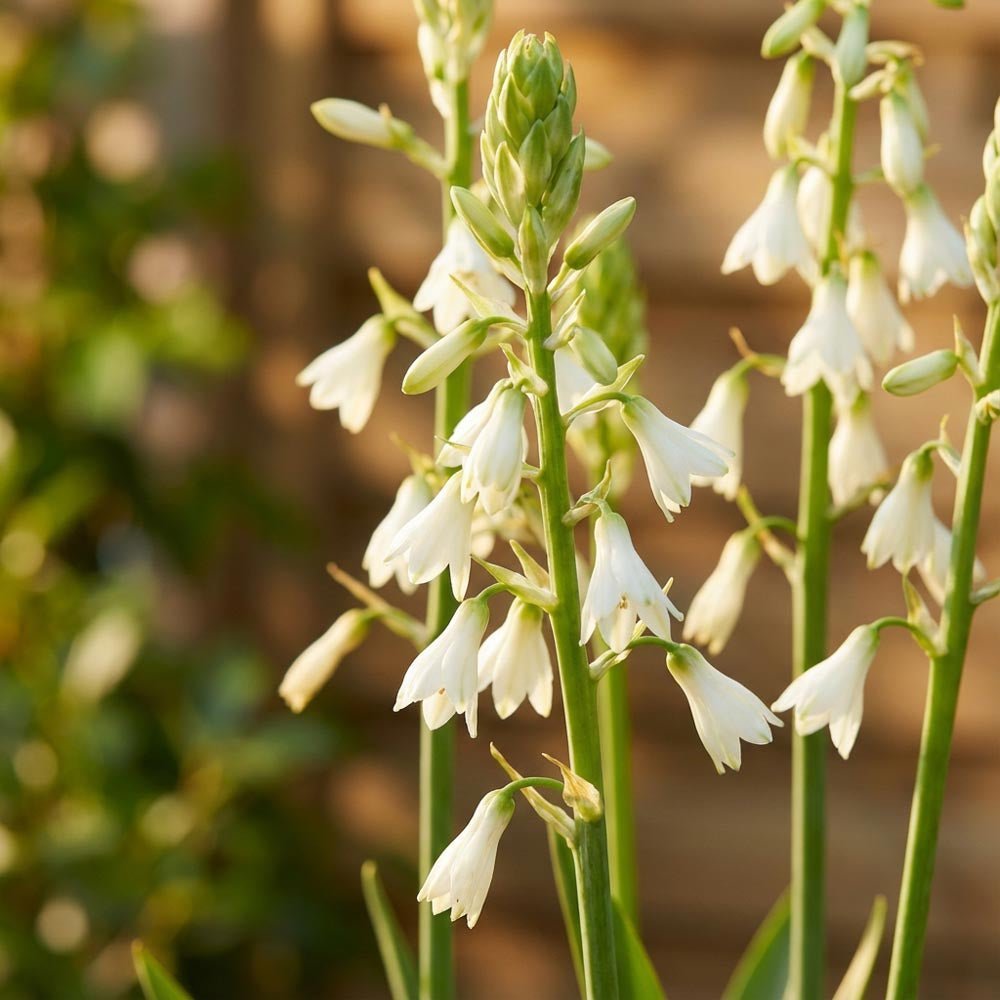 Sommerhyazinthe, Galtonia Candicans