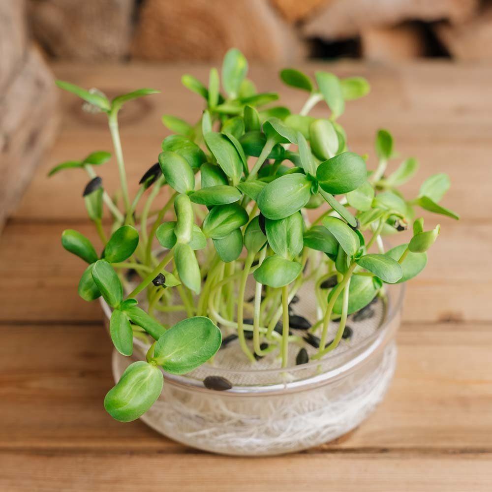 Sonnenblume Microgreen Samen - 100 Biosamen