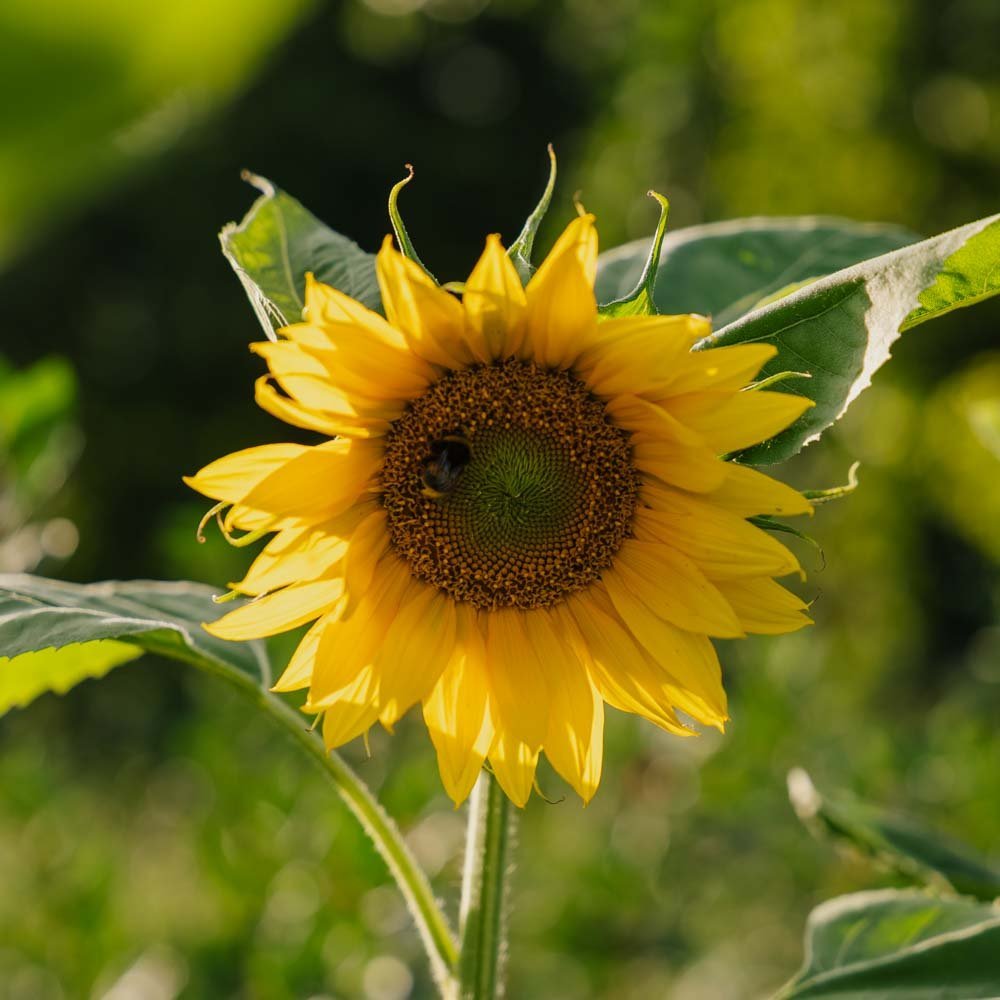 Sonnenblume Samen - 15 Biosamen