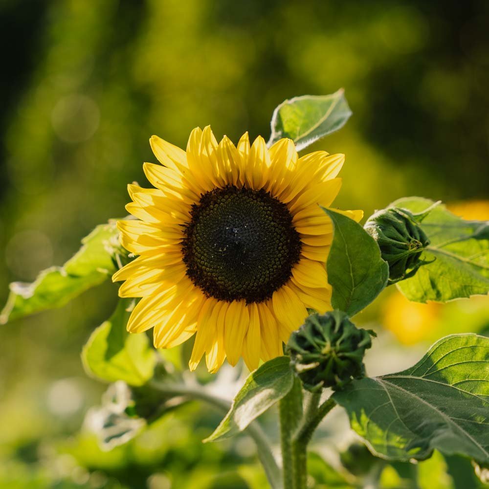 Sonnenblumensamen 'Medium Flowered' - 20 Biosamen