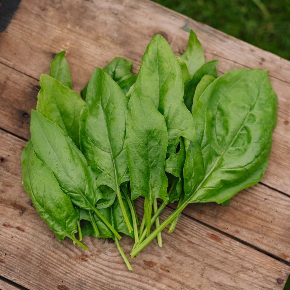 Spinat Samen 'Early Giant Leaf' - 125 Biosamen