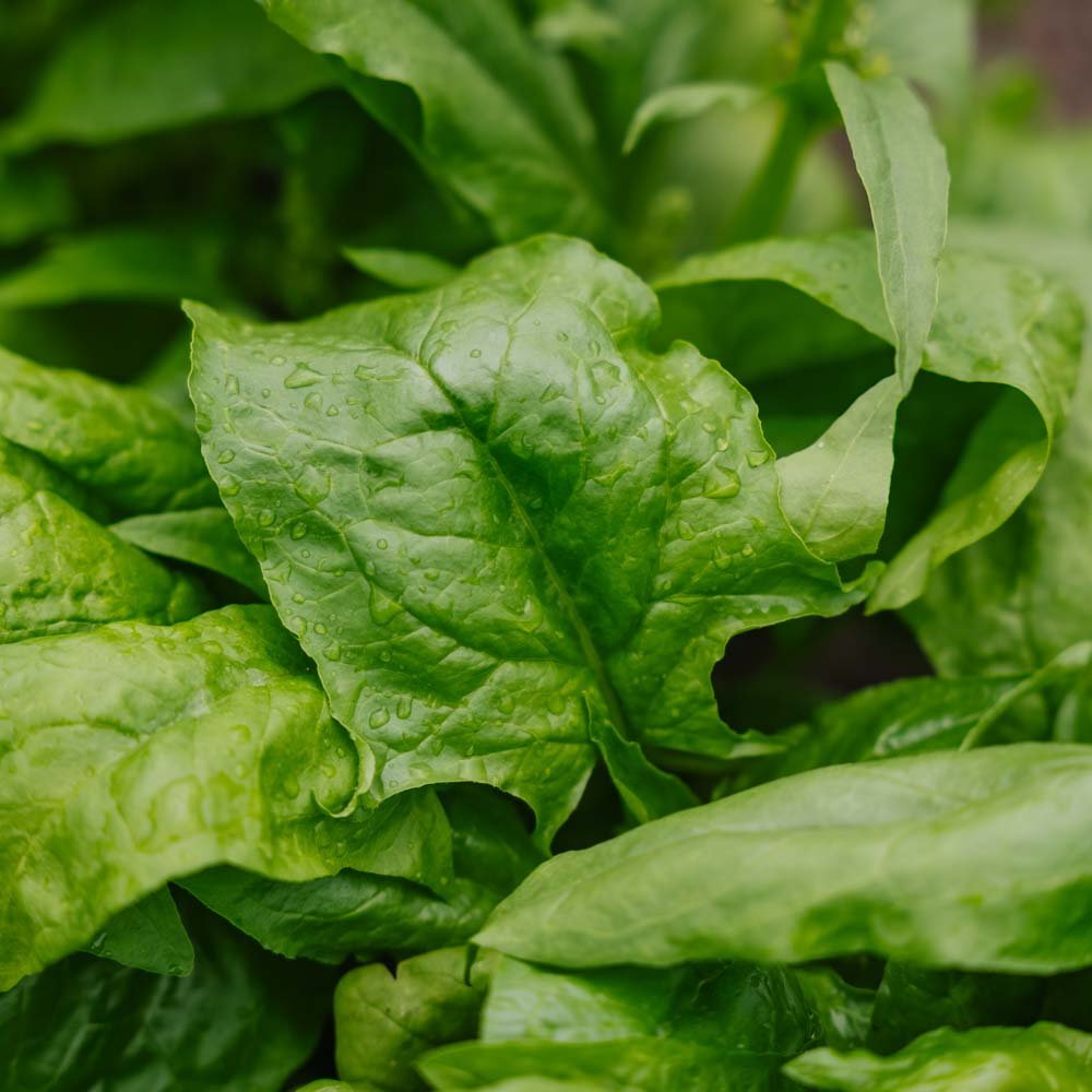 Spinat Samen 'Early Giant Leaf' - 125 Biosamen