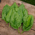 Spinat Samen 'Winter Giant' - 200 Biosamen