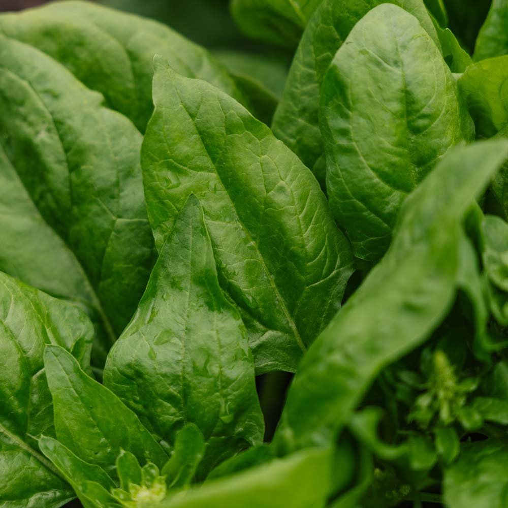 Spinat Samen 'Winter Giant' - 200 Biosamen