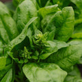 Spinat Samen 'Winter Giant' - 200 Biosamen