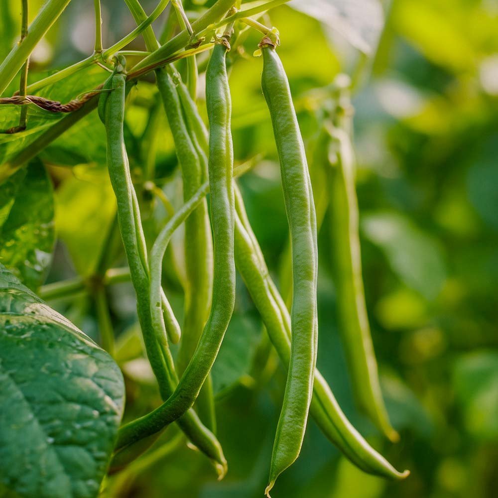 Stangenbohnen Samen 'Cobra' - 20 Biosamen