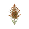 Blumensamen