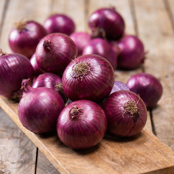 Steckzwiebeln, Allium 'Red Winter'