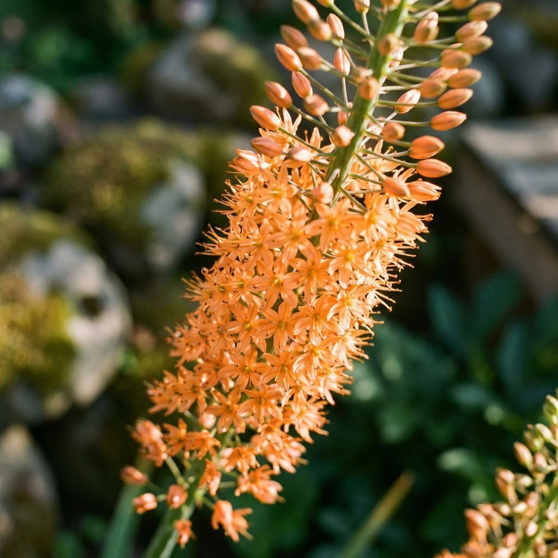 Steppenkerze, Eremurus 'Cleopatra'