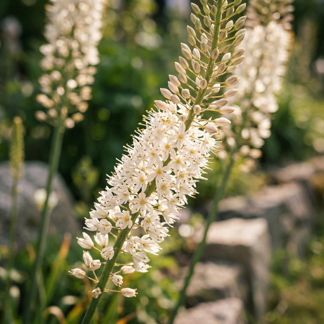 Steppenkerze, Eremurus 'Himalaicus'