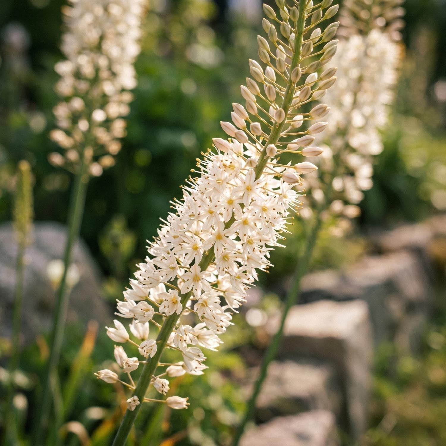 Steppenkerze, Eremurus 'Himalaicus'