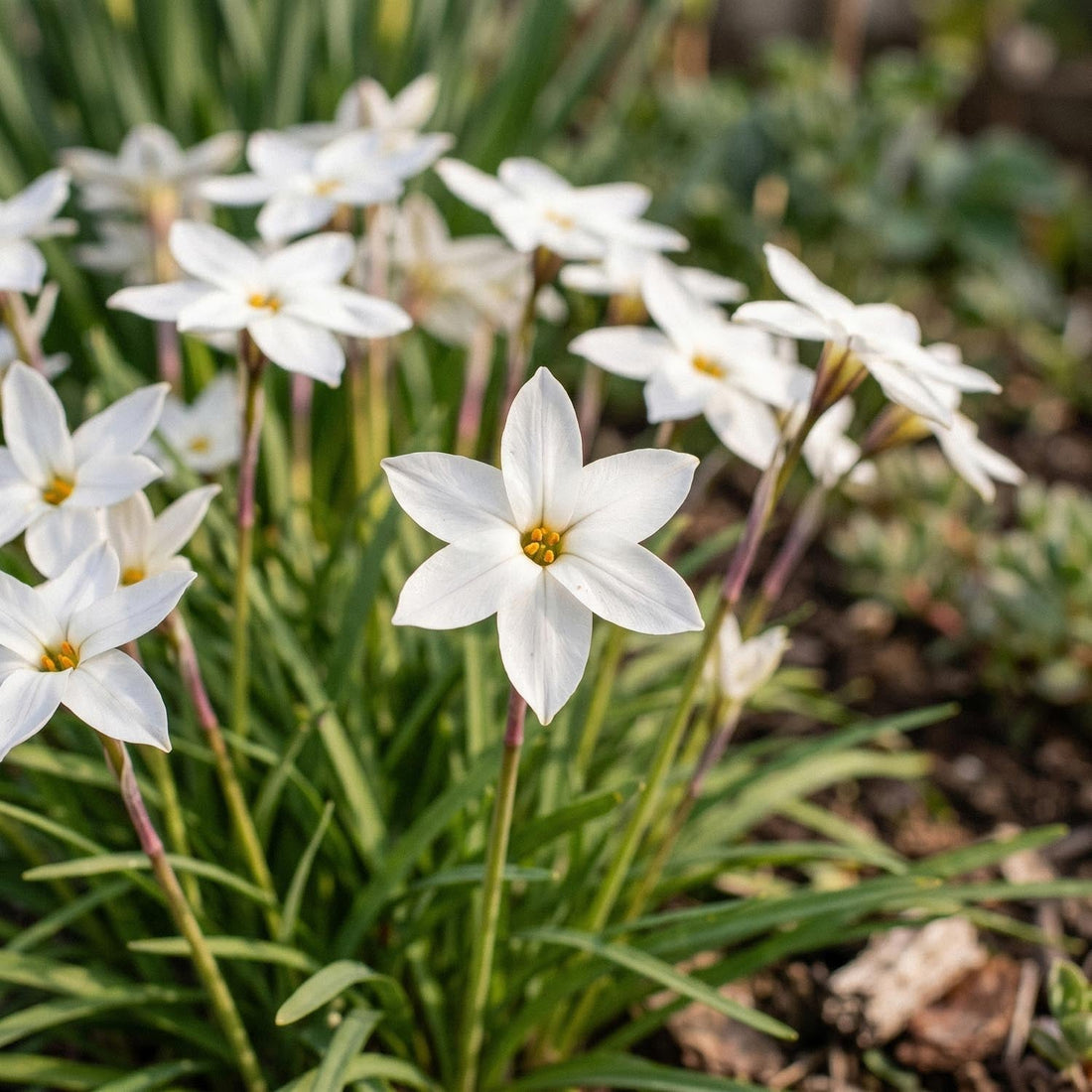 Sternblume, Ipheion 'Alberto Castillo'