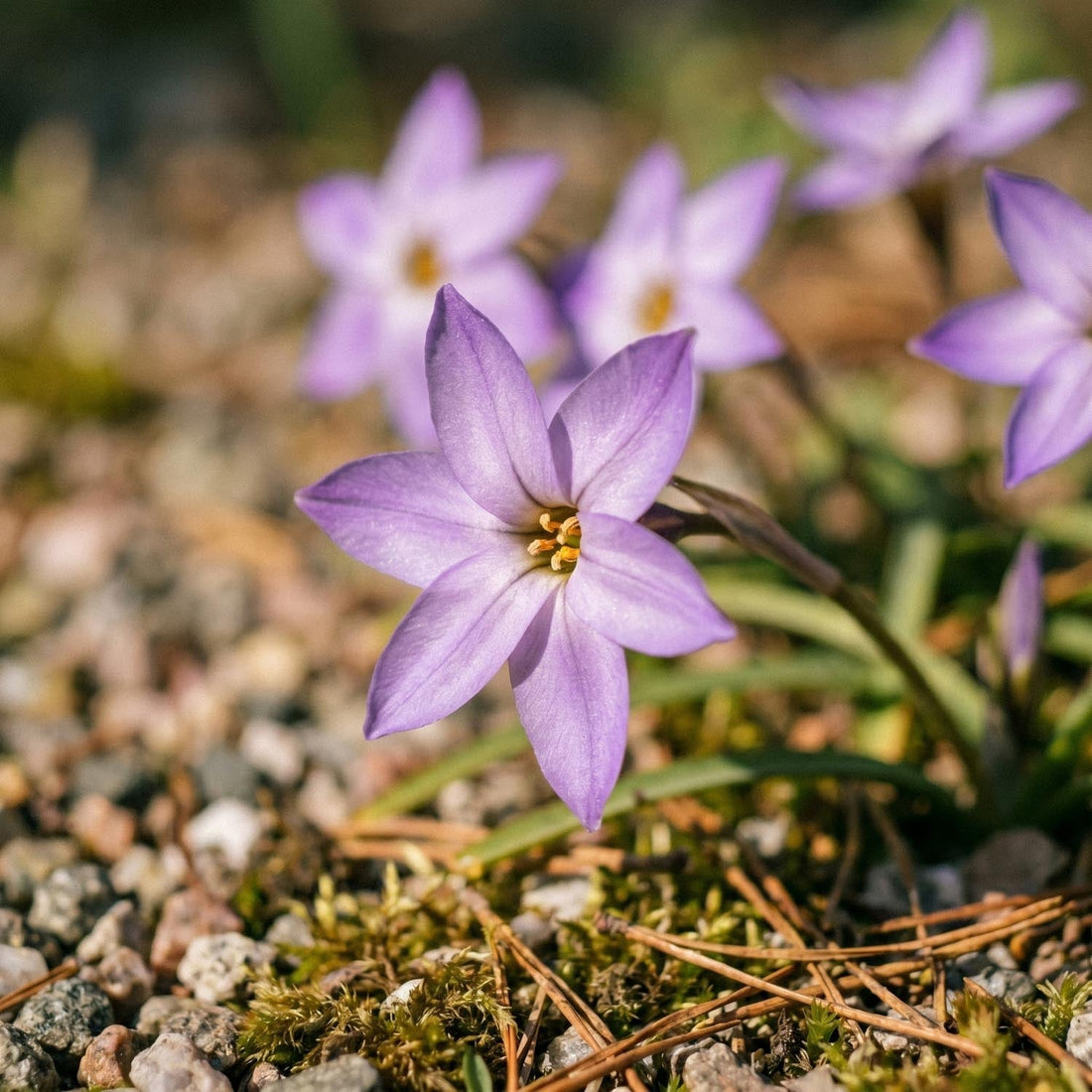 Sternblume, Ipheion 'Charlotte Bishop'