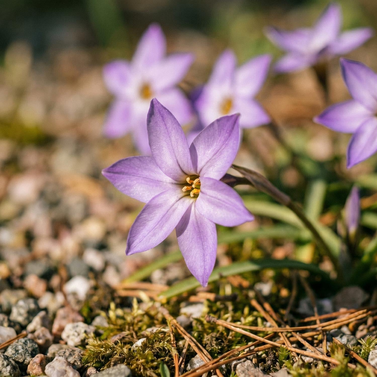 Sternblume, Ipheion 'Charlotte Bishop'