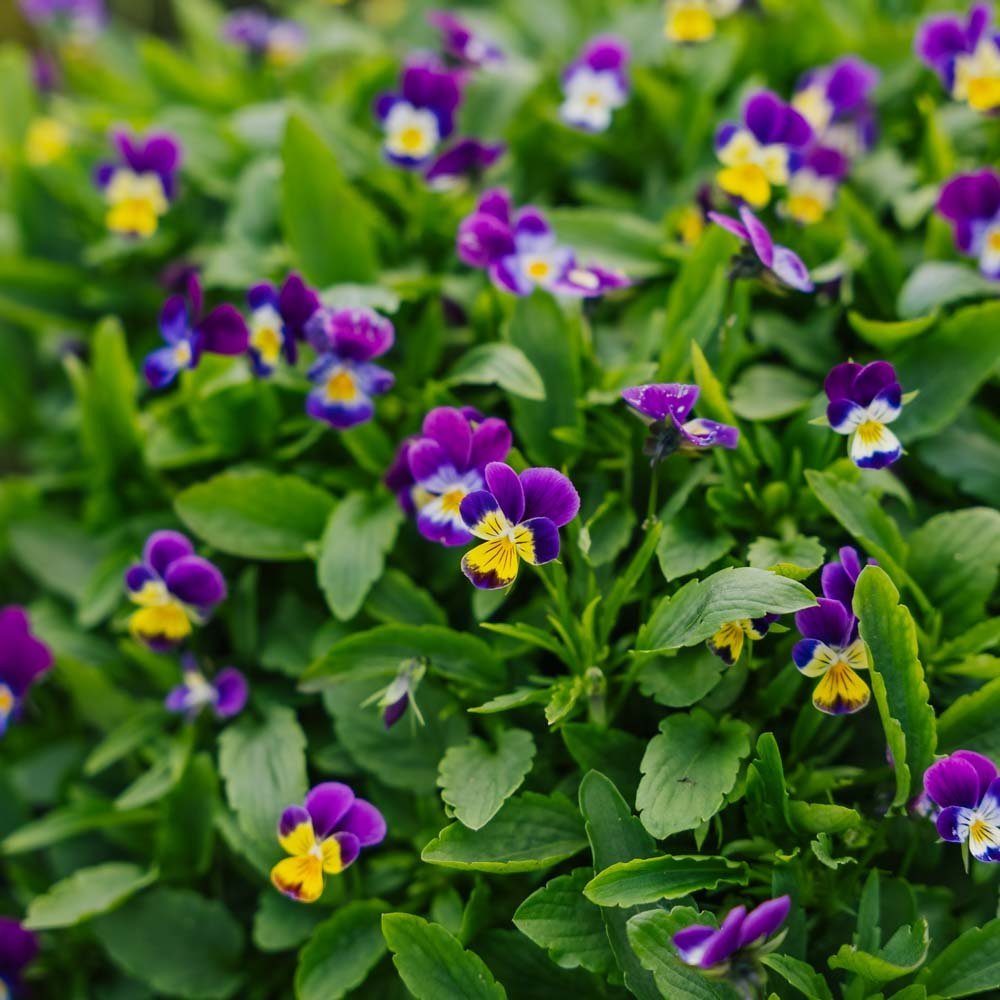 Stiefmütterchen Samen - 100 Biosamen