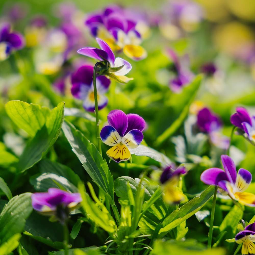 Stiefmütterchen Samen - 100 Biosamen