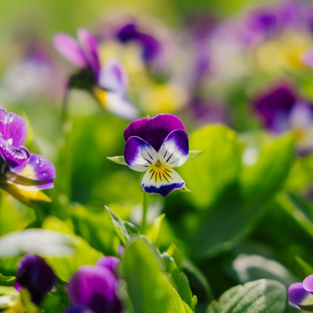 Stiefmütterchen Samen - 100 Biosamen