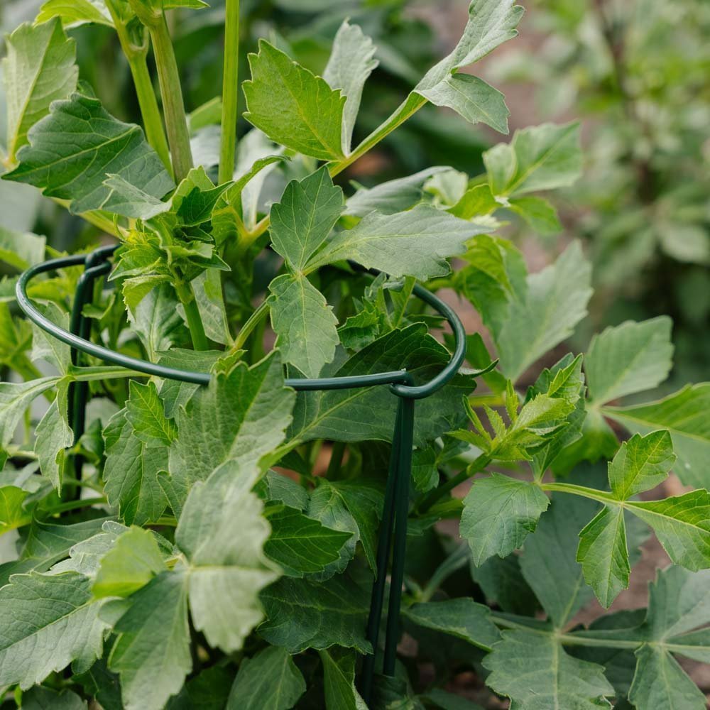 Stützbügel für Pflanzen, B: 20 cm H: 35 cm