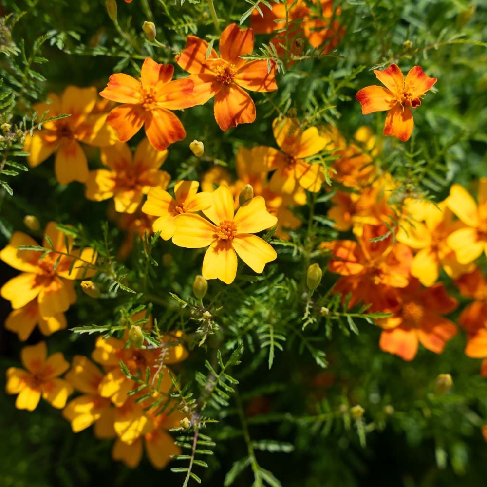Tagetessamen 'French Marigold' - 75 Biosamen
