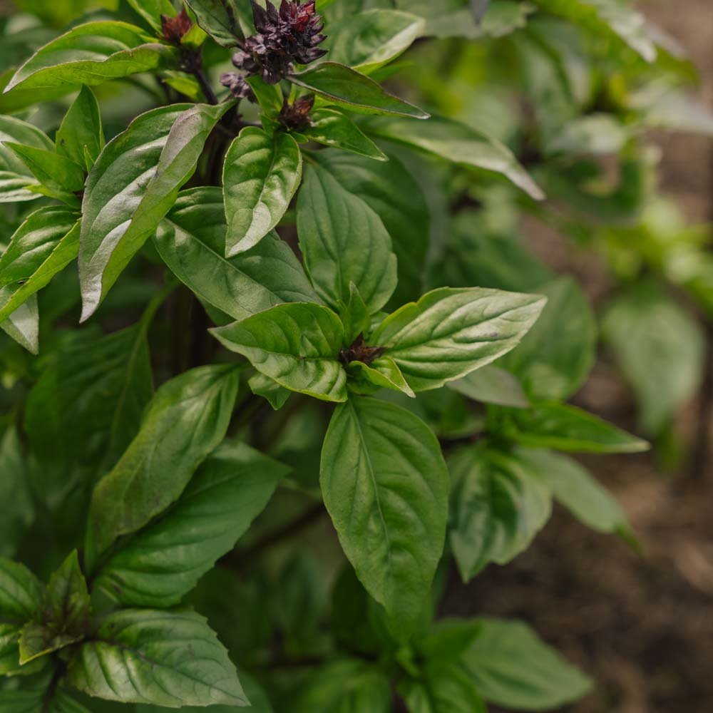 Thai Basilikum Samen - 50 Biosamen